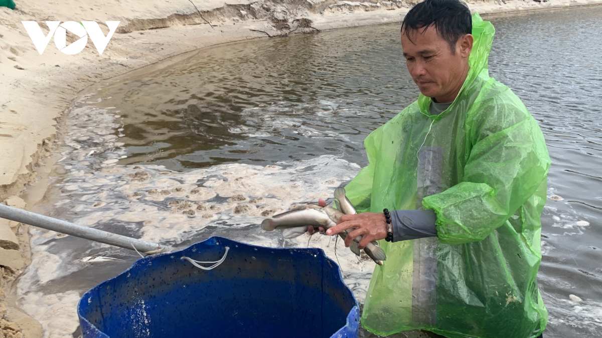 Hàng tấn cá lóc trong hồ nuôi bị sét đánh chết ở Quảng Bình