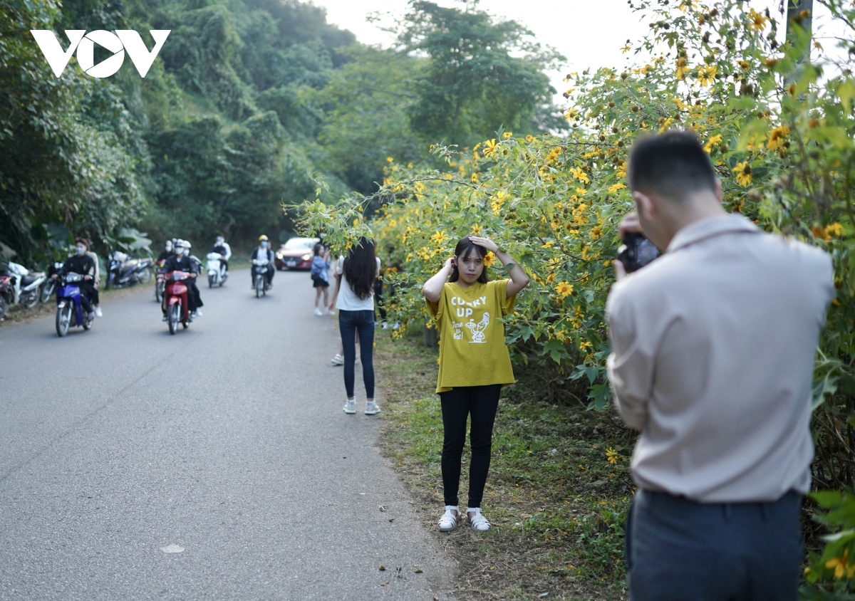 thiên đường hoa dã quỳ ba vì vỡ trận hình ảnh 14 thien duong hoa da quy ba vi vo tran hinh anh 14