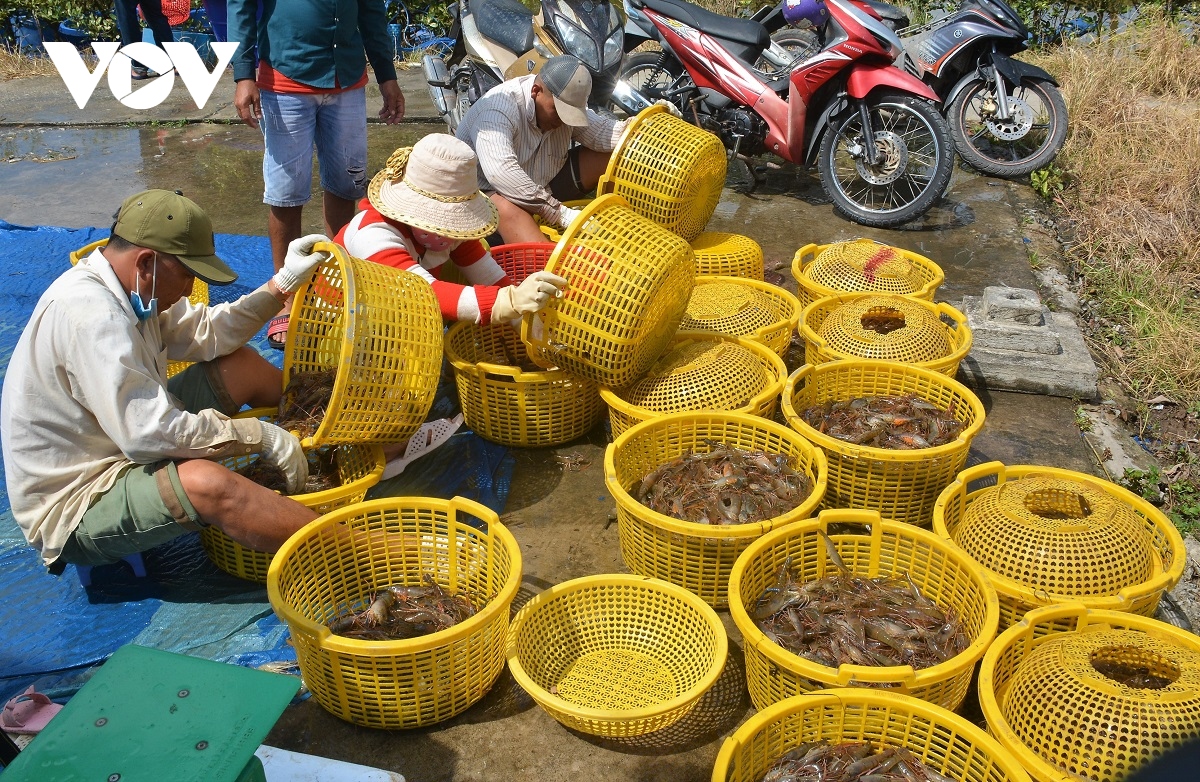 nong dan u minh duoc vu mua tom cang xanh hinh anh 1