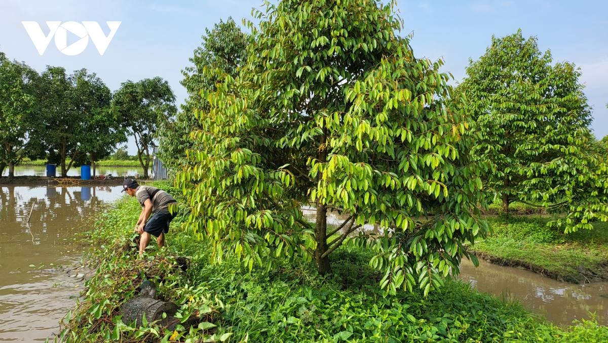 nhieu dia phuong o Dbscl bi thiet hai do ngap ung hinh anh 4