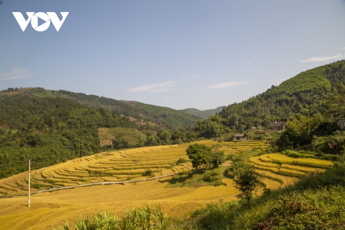 bay tren mua vang binh lieu hinh anh 2