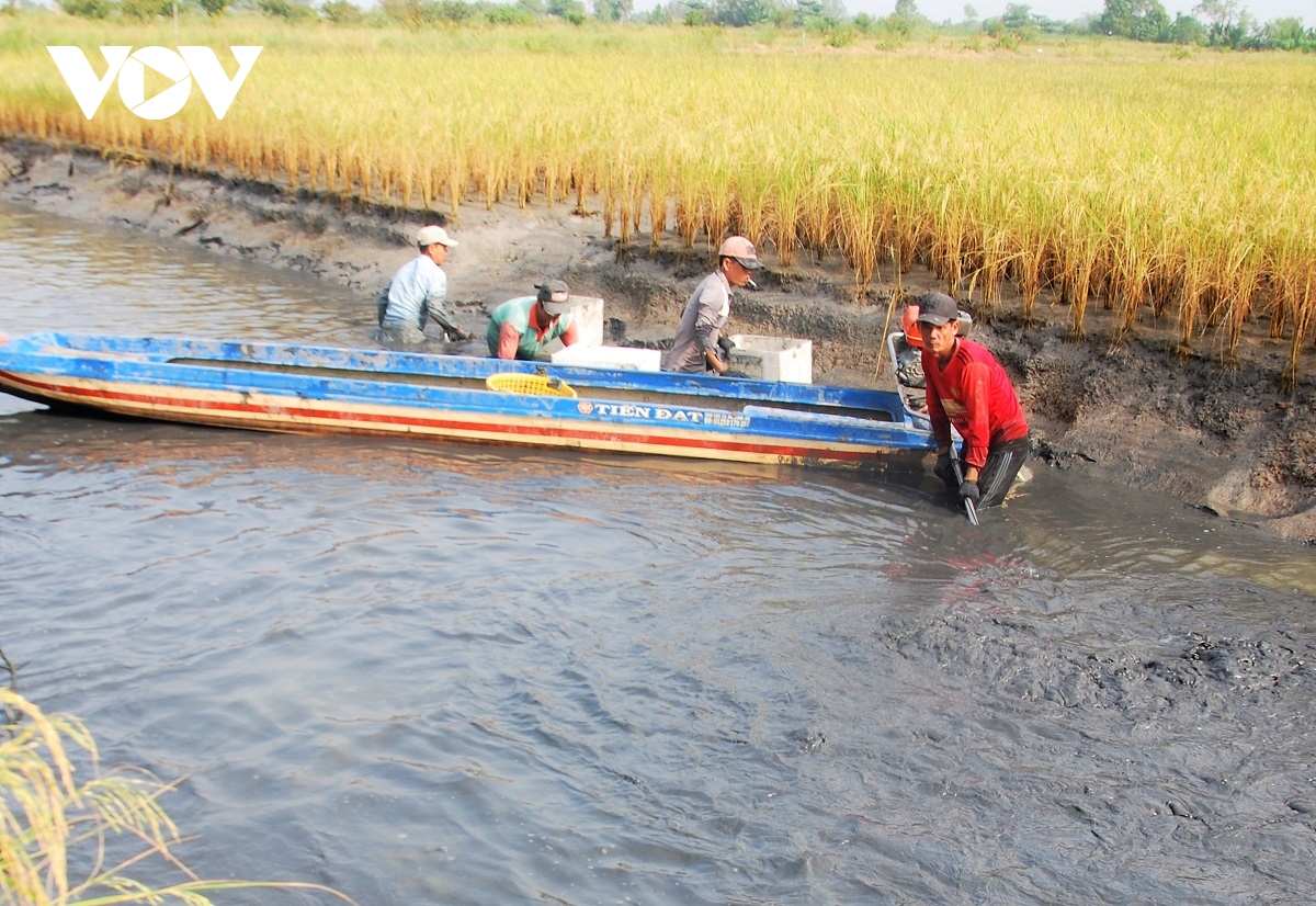 nong dan u minh duoc vu mua tom cang xanh hinh anh 2