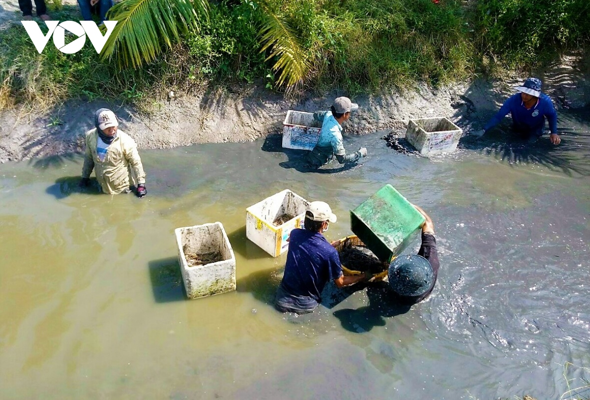 nong dan u minh duoc vu mua tom cang xanh hinh anh 3