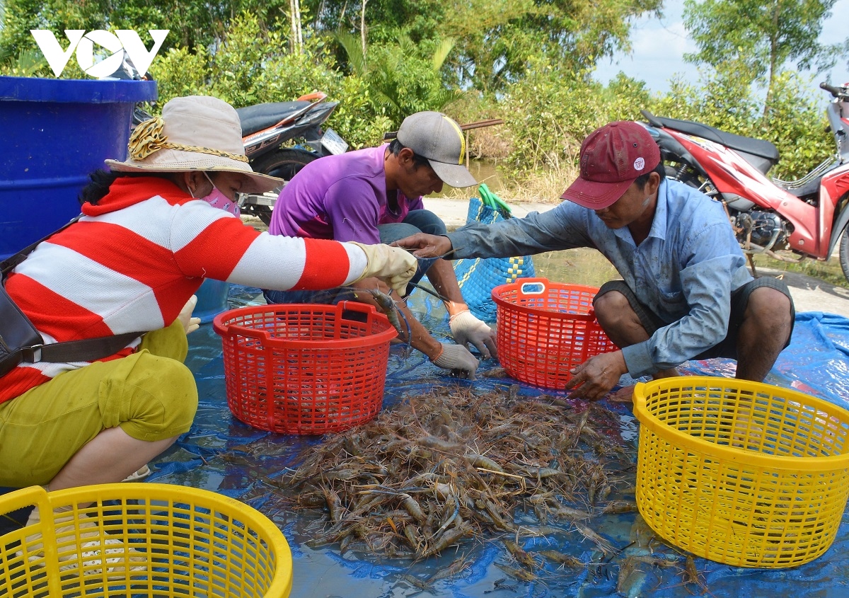 nong dan u minh duoc vu mua tom cang xanh hinh anh 4