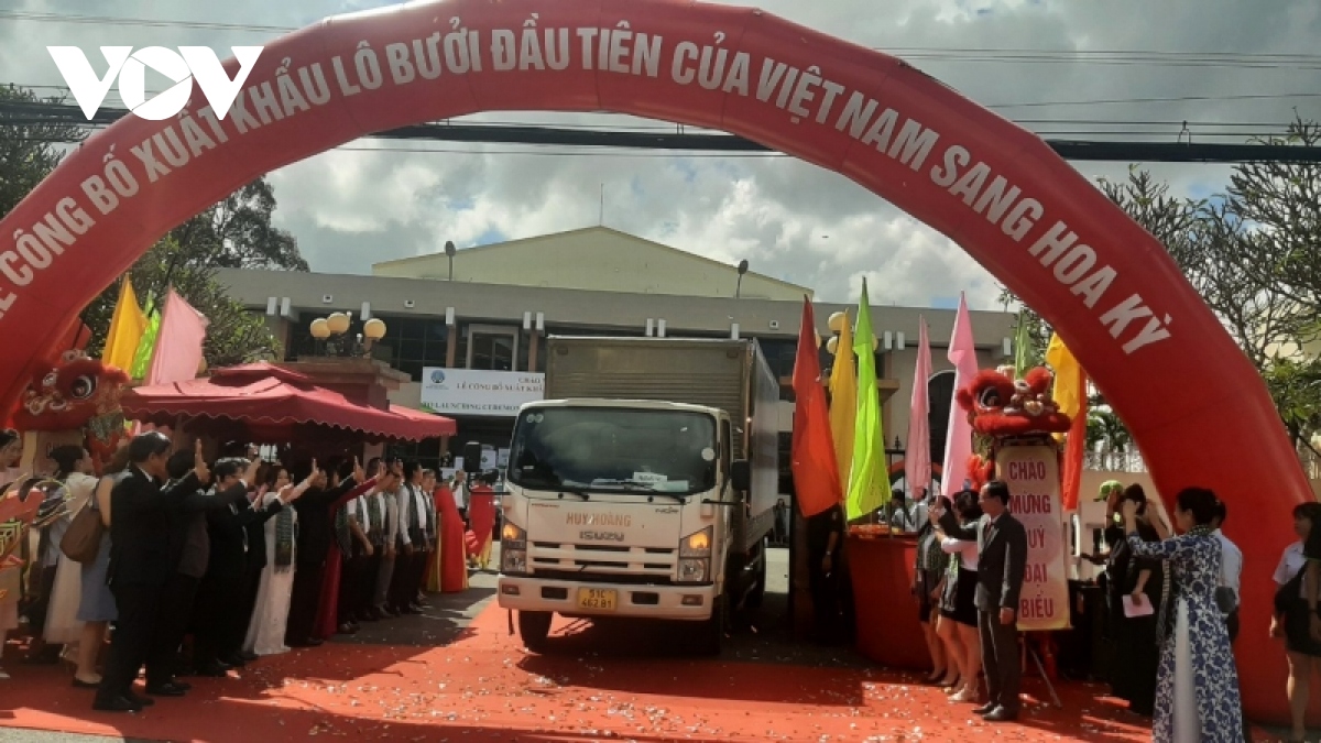 trai buoi da xanh cua tinh ben tre chinh thuc xuat khau sang hoa ky hinh anh 2