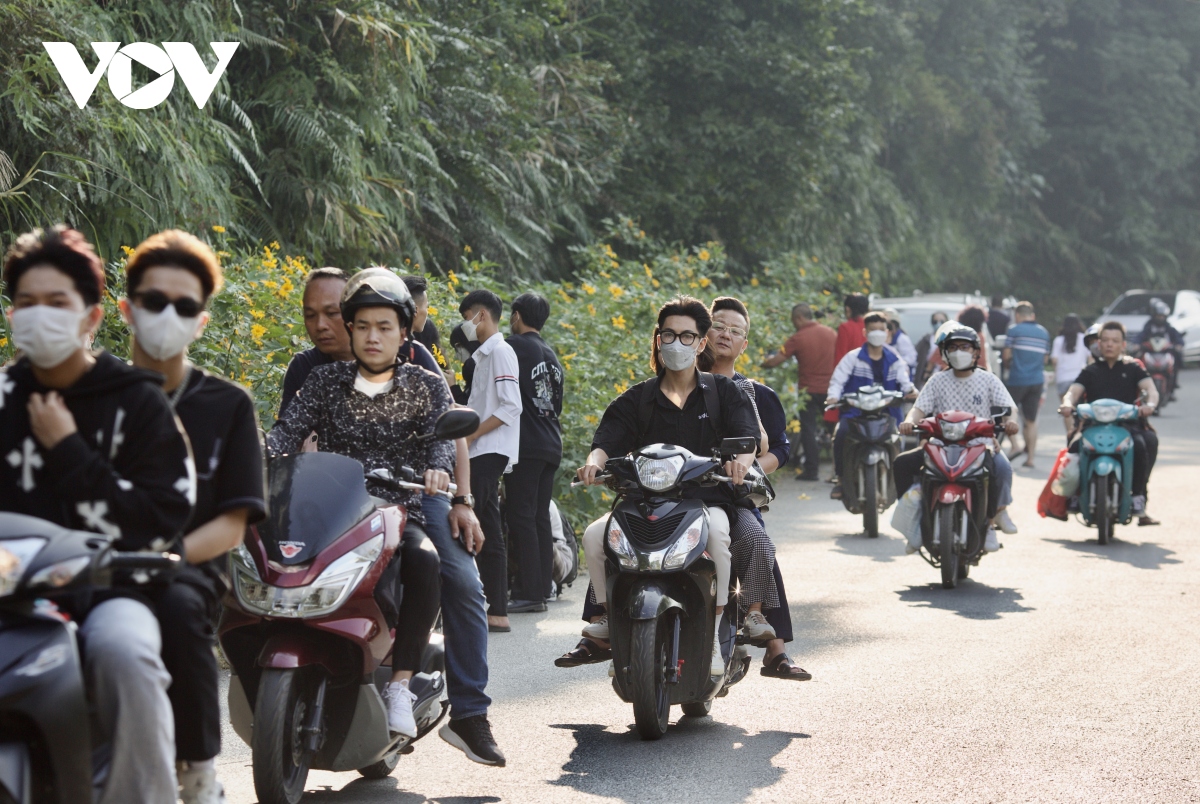 thiên đường hoa dã quỳ ba vì vỡ trận hình ảnh 10 thien duong hoa da quy ba vi vo tran hinh anh 10