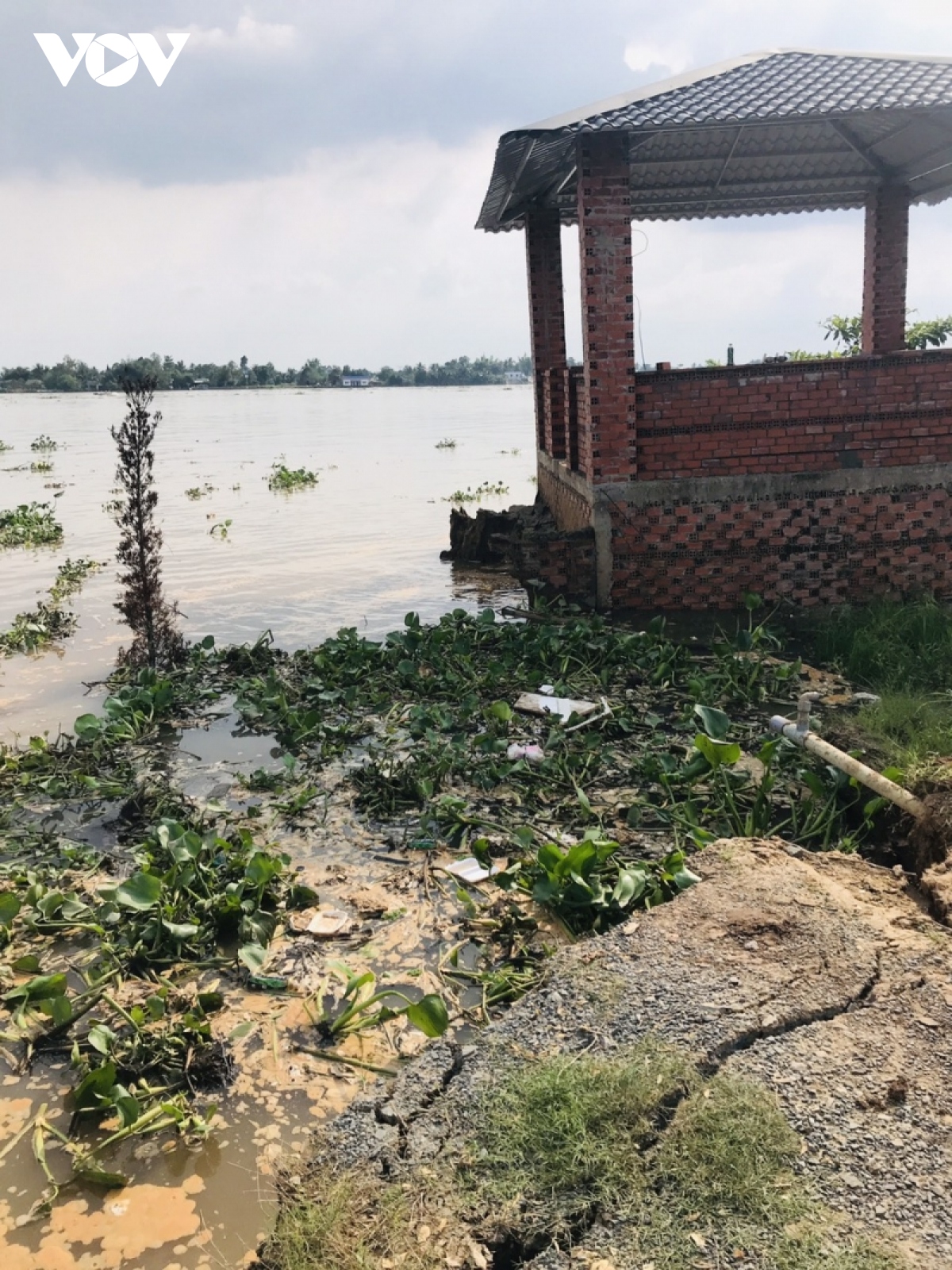 khan truong khac phuc sat lo ham ech tai con phu Da, ben tre hinh anh 3