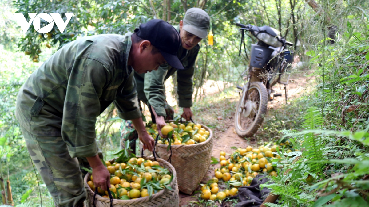 ron rang ngay hoi cam quyt bac kan 2022 hinh anh 6