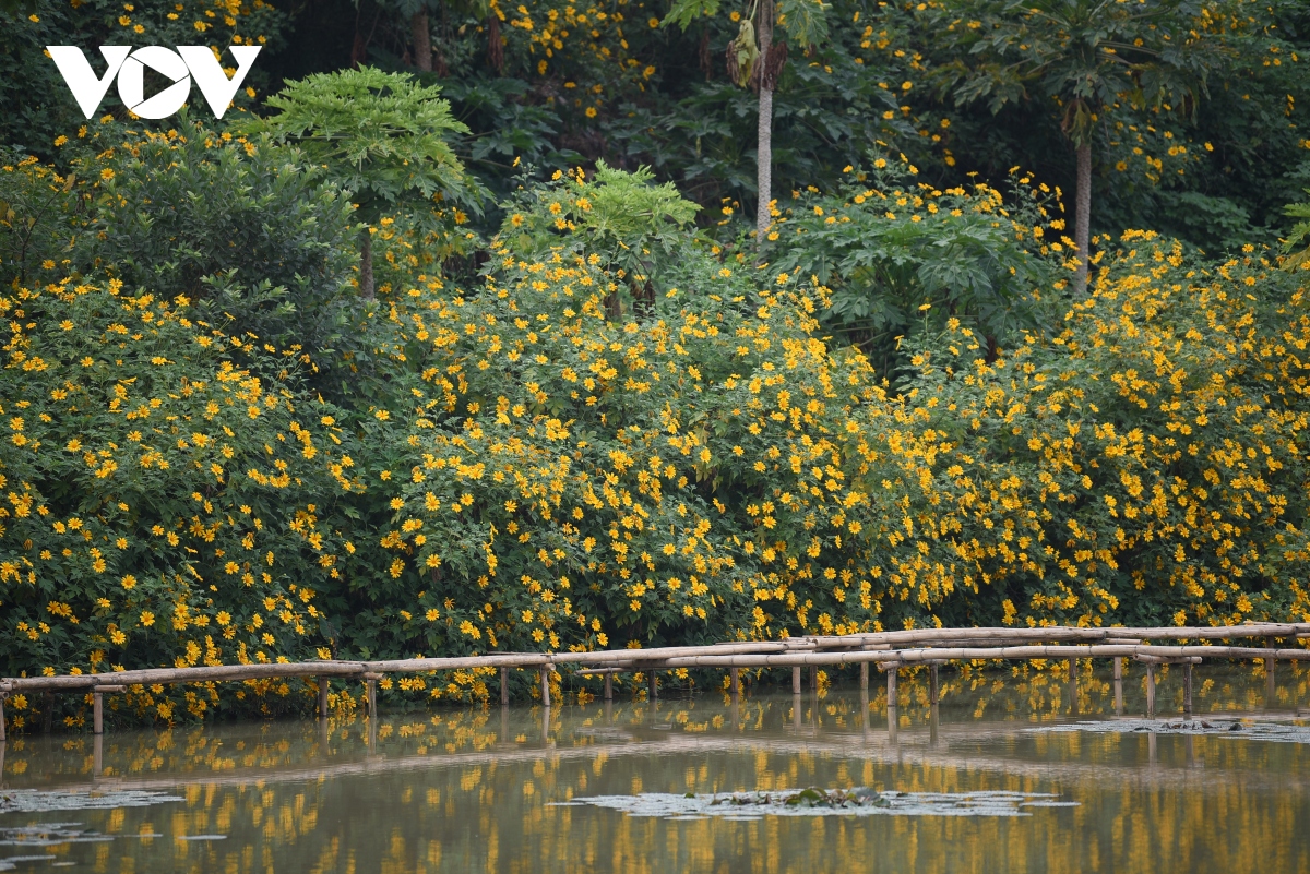 ngam hoa da quy khoe sac ruc ro giua long ha noi hinh anh 3