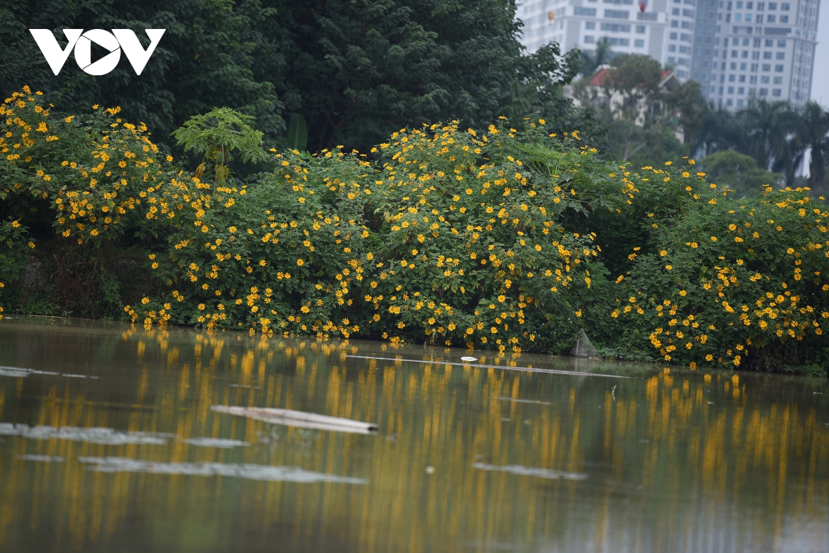 ngam hoa da quy khoe sac ruc ro giua long ha noi hinh anh 19