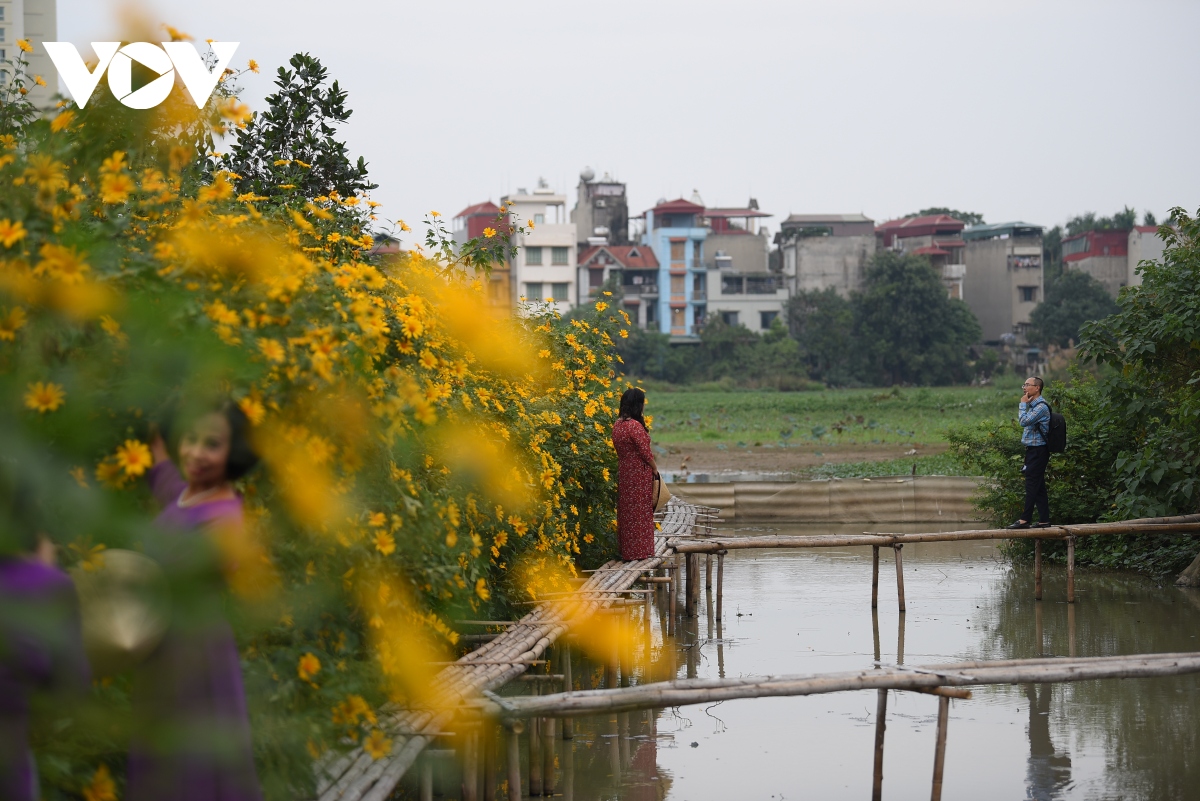 ngam hoa da quy khoe sac ruc ro giua long ha noi hinh anh 20