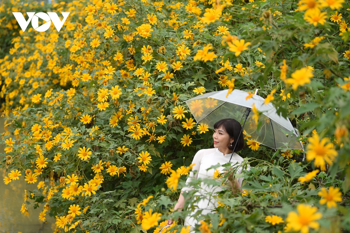 ngam hoa da quy khoe sac ruc ro giua long ha noi hinh anh 14