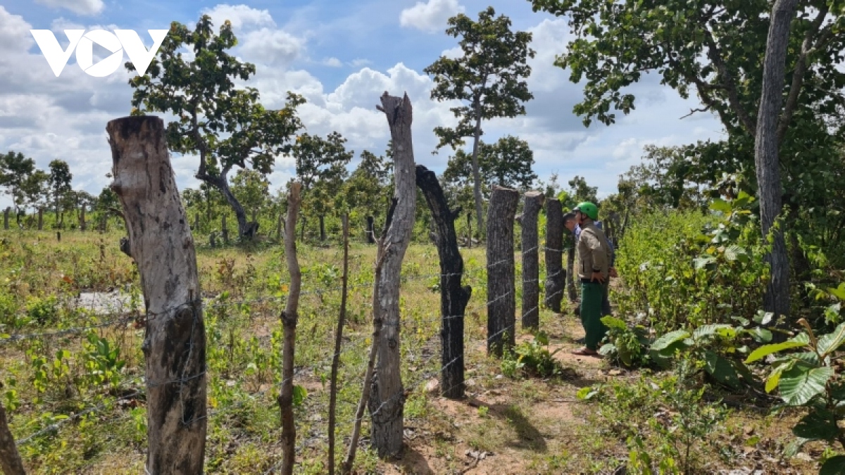 Nan giải bài toán bảo vệ rừng ở Gia Lai