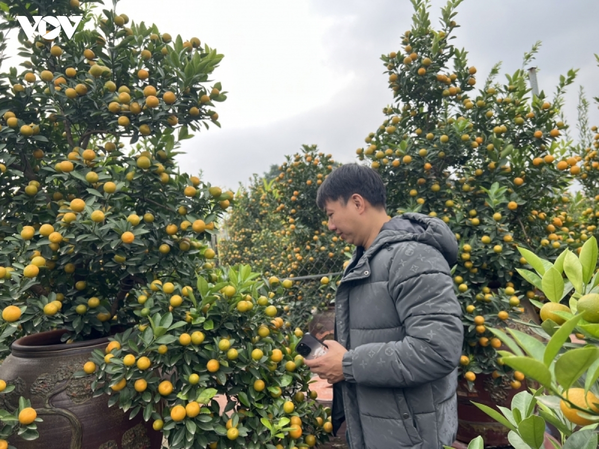 nha vuon dao, quat tu lien vao vu hinh anh 15