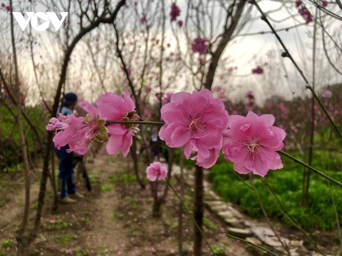 Nhà vườn đào, quất Tứ Liên vào vụ