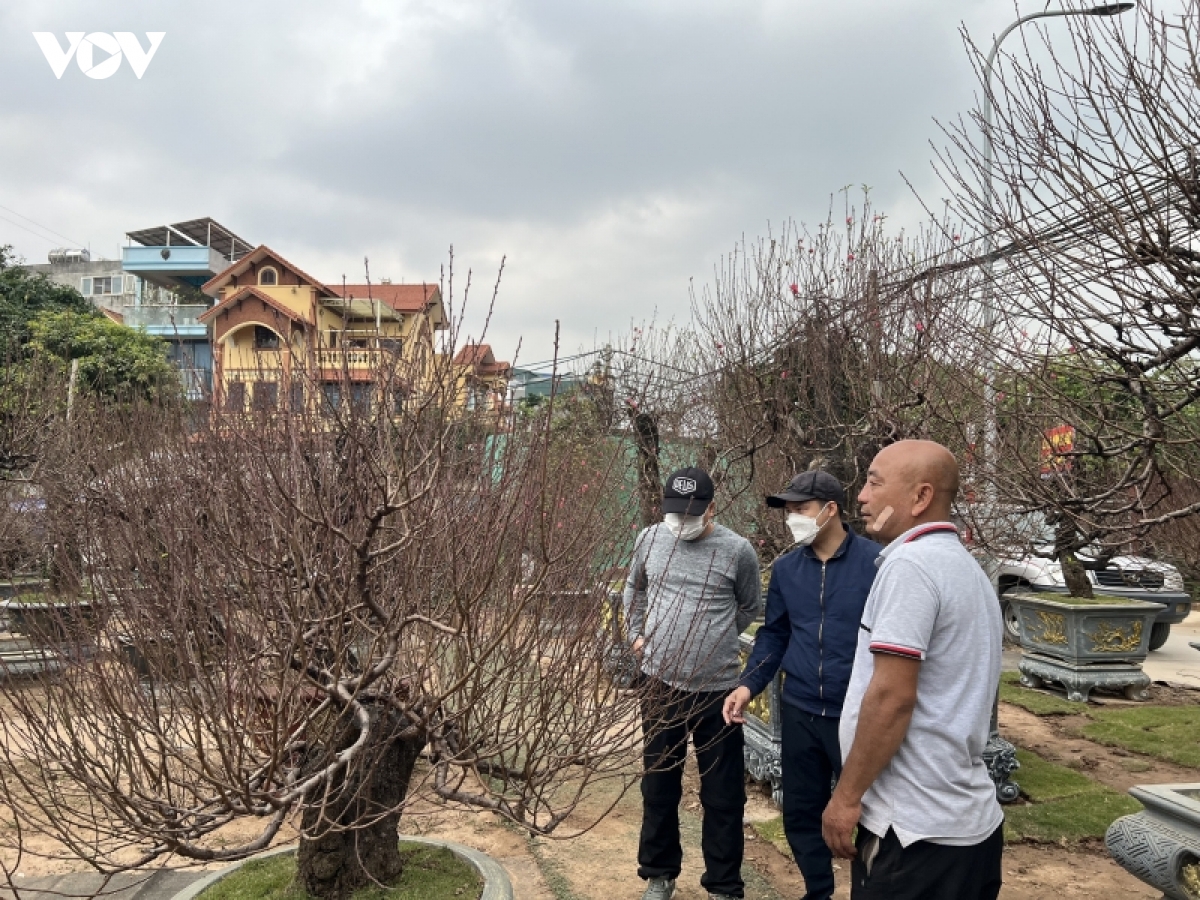 nha vuon dao, quat tu lien vao vu hinh anh 3