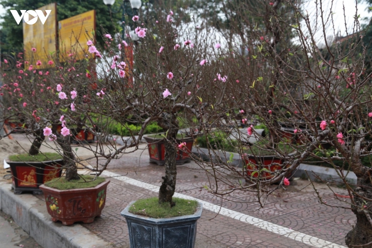 nha vuon dao, quat tu lien vao vu hinh anh 4