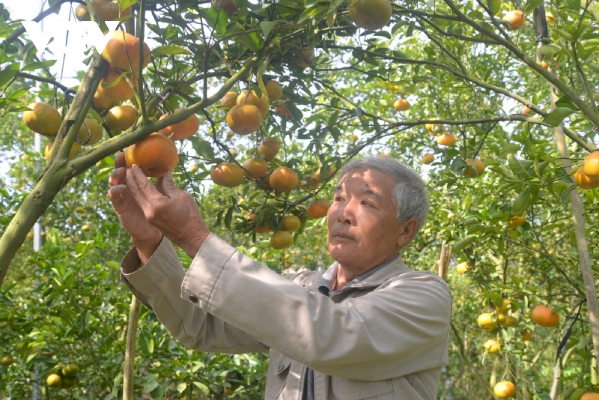  quyt hong lai vung Dong thap chin vang ruc cho du khach ghe tham hinh anh 5