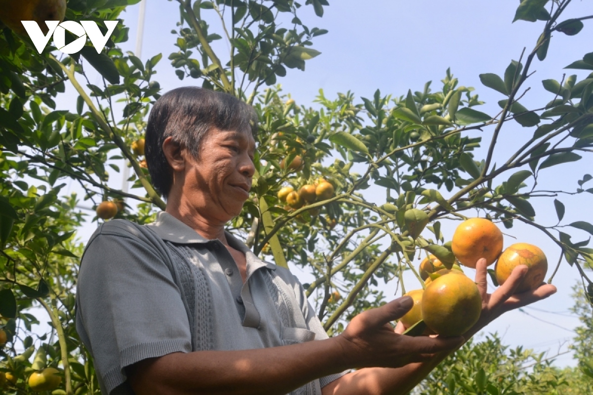  quyt hong lai vung Dong thap chin vang ruc cho du khach ghe tham hinh anh 7