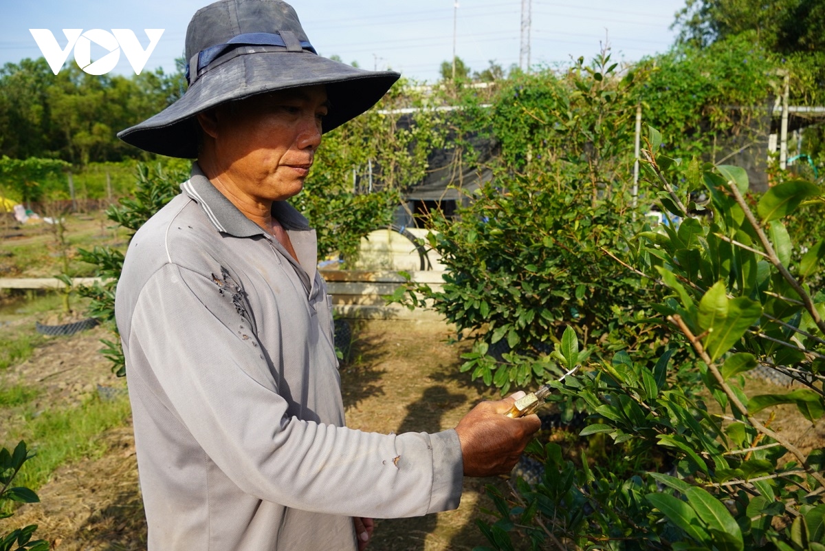 nha vuon tai tp.hcm tat bat chuan bi hoa tet hinh anh 8