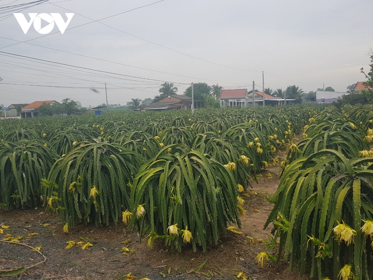 cuoi nam, gia trai thanh long o tien giang dat muc ki luc, nha vuon phan khoi hinh anh 2