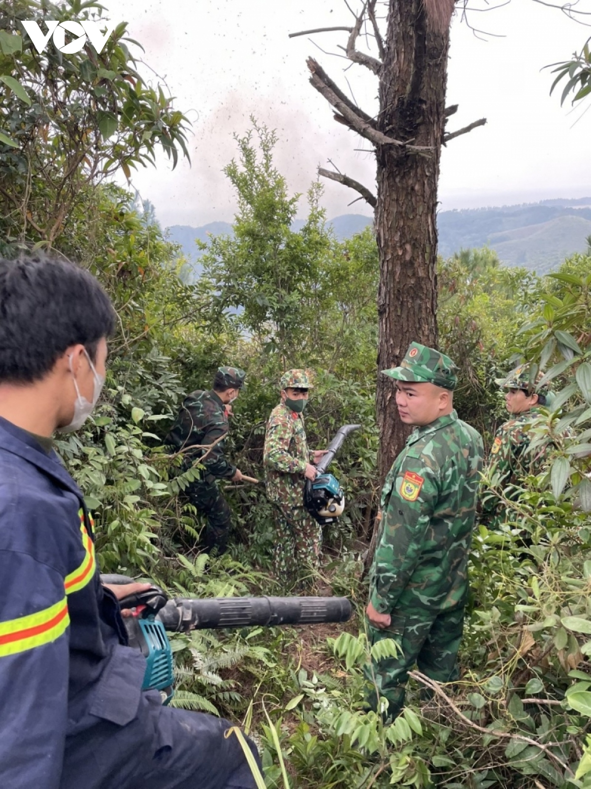 chay lon gay thiet hai khoang 6ha rung tai xa dao vinh thuc quang ninh hinh anh 3