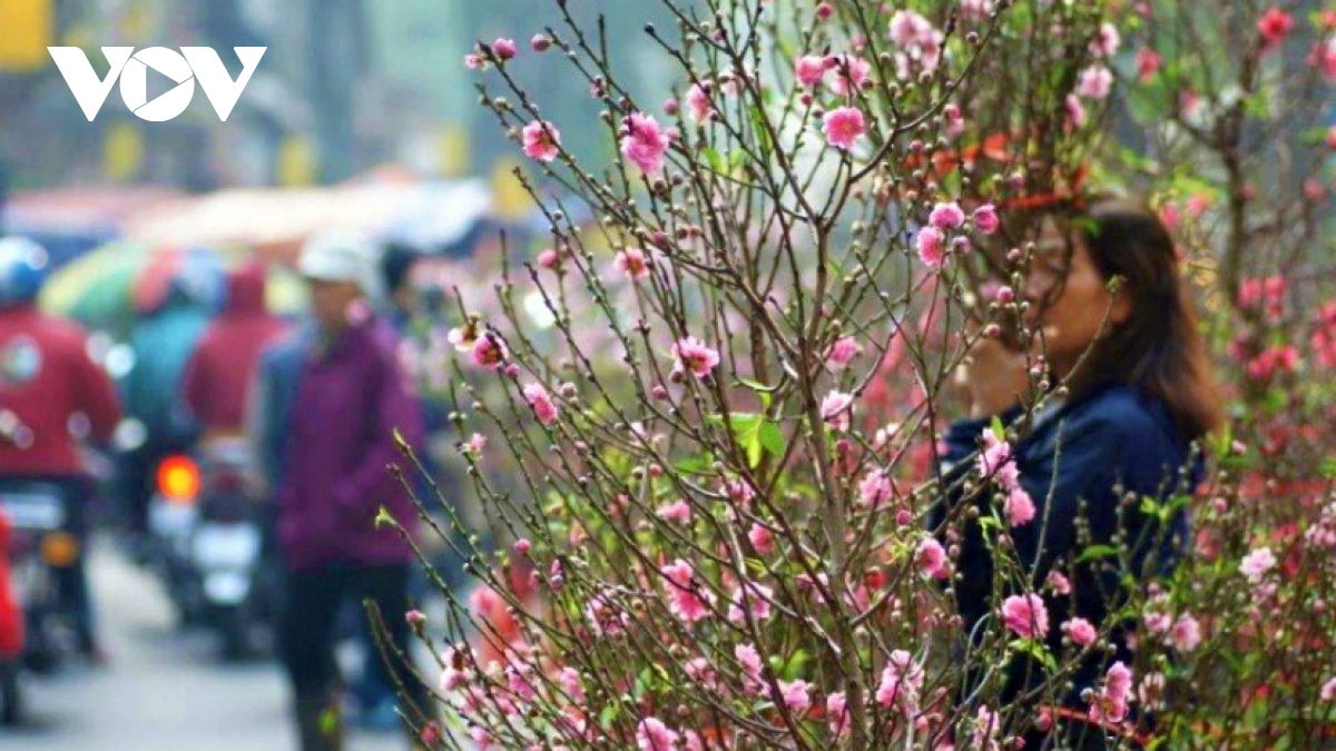 Hà Nội tổ chức 91 điểm chợ hoa xuân phục vụ Tết Nguyên đán Quý Mão ...