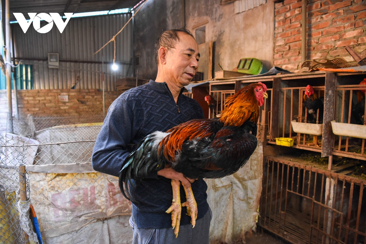 Đặc sản gà Hồ tiến vua ở Bắc Ninh khan hàng trong dịp Tết Nguyên đán