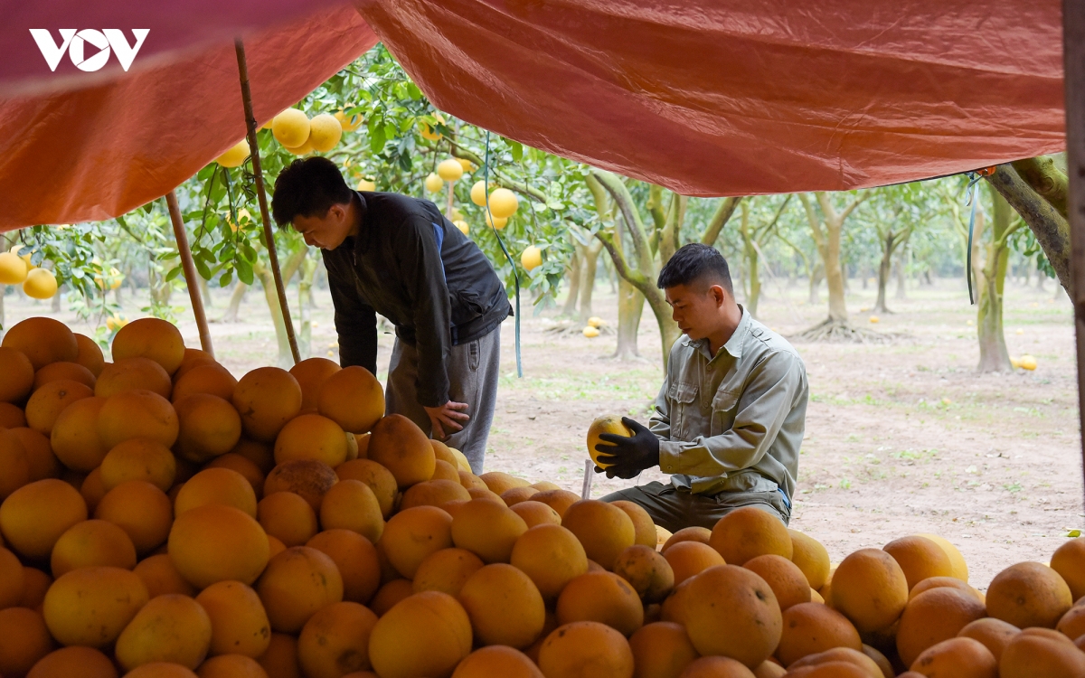 thu phu buoi dien tat bat thu hoach phuc vu dip tet nguyen dan 2023 hinh anh 5