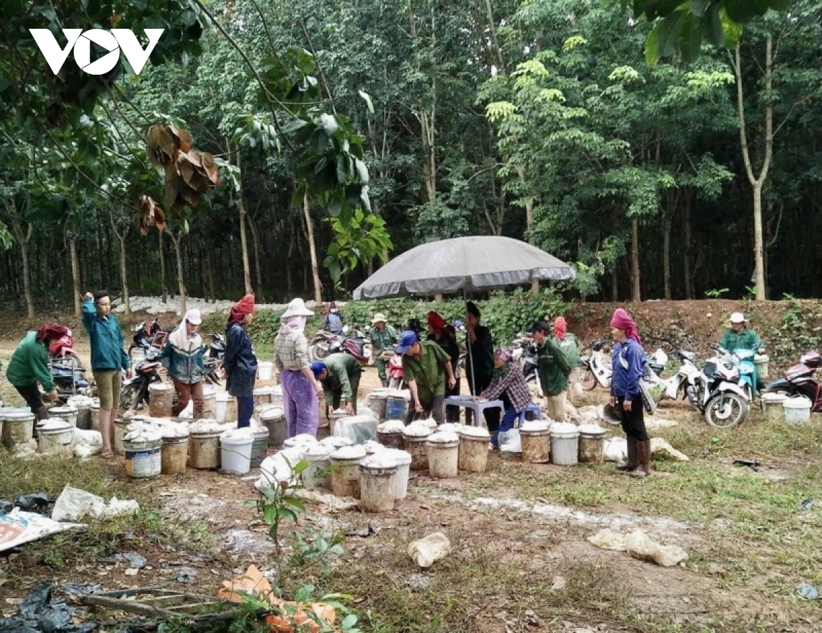 sơn la sớm trả lại sổ đỏ cho bà con một số diện tích trồng cao su không phù hợp hình ảnh 2 son la som tra lai so do cho ba con mot so dien tich trong cao su khong phu hop hinh anh 2