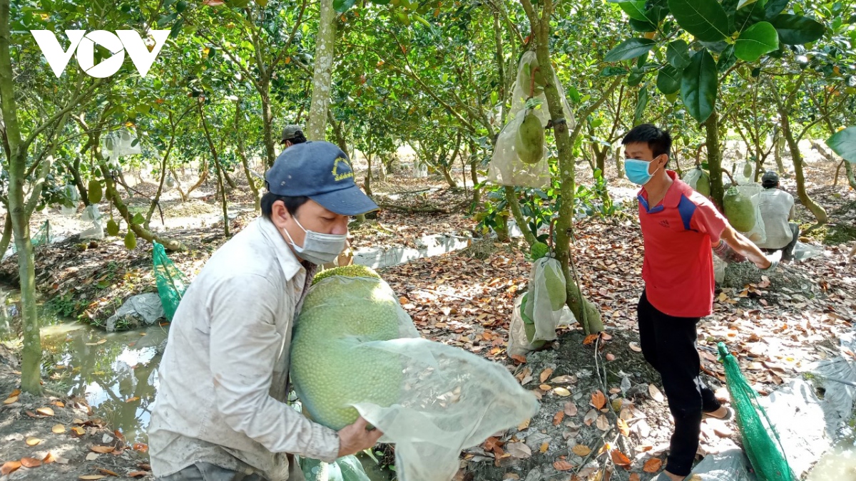 Ngành hàng “tỷ đô” vùng ĐBSCL tìm hướng phát triển bền vững