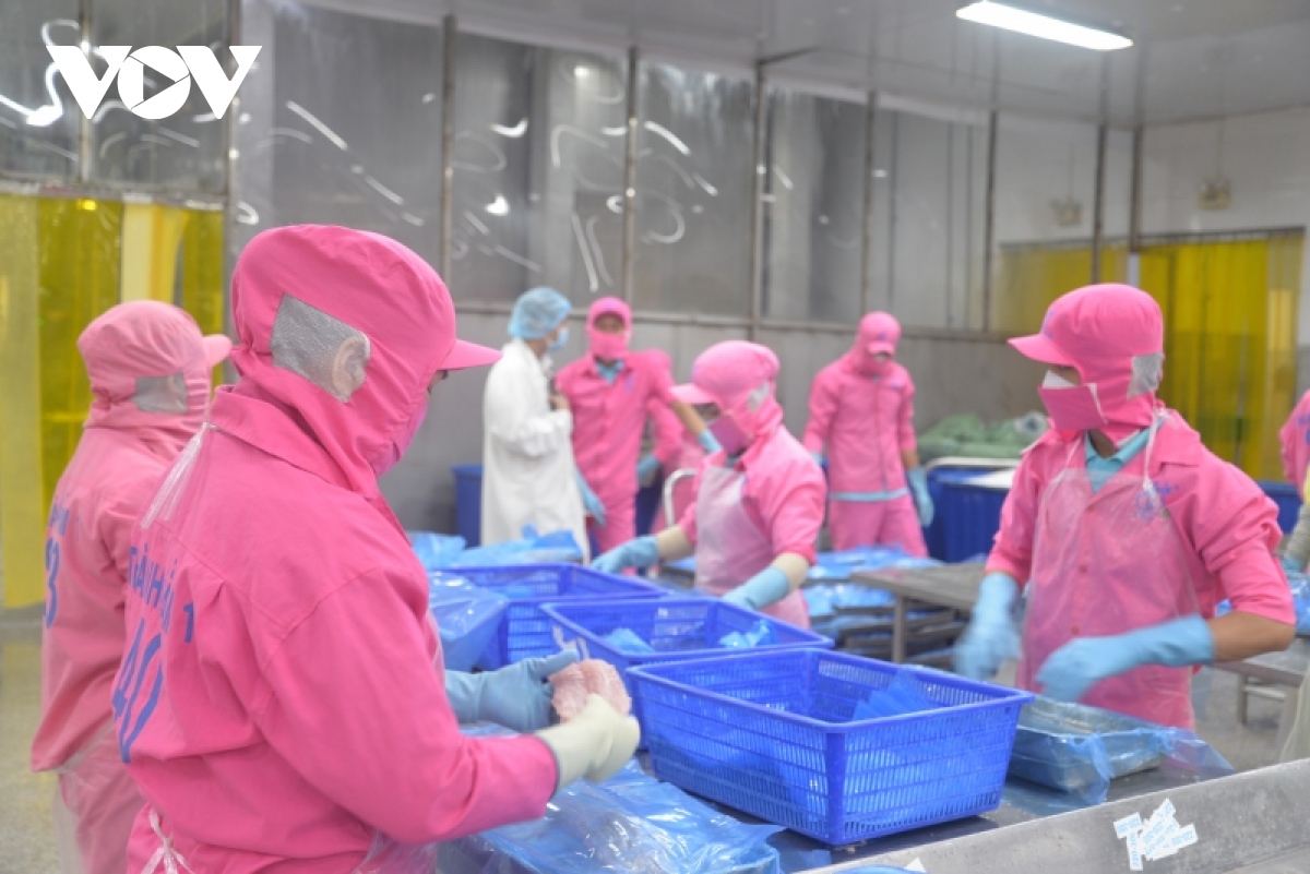 Xuất khẩu cá tra đạt 2,4 tỷ USD, cao nhất từ trước đến nay
