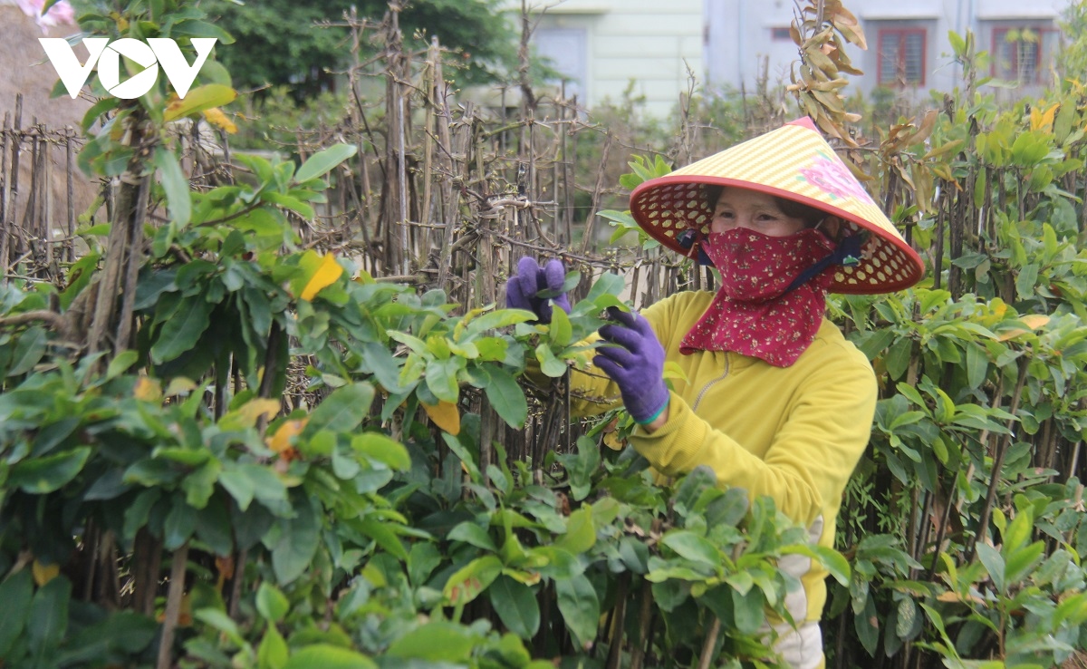 thủ phủ mai vàng bình Định rộn ràng vào vụ tết hình ảnh 3 thu phu mai vang binh Dinh ron rang vao vu tet hinh anh 3