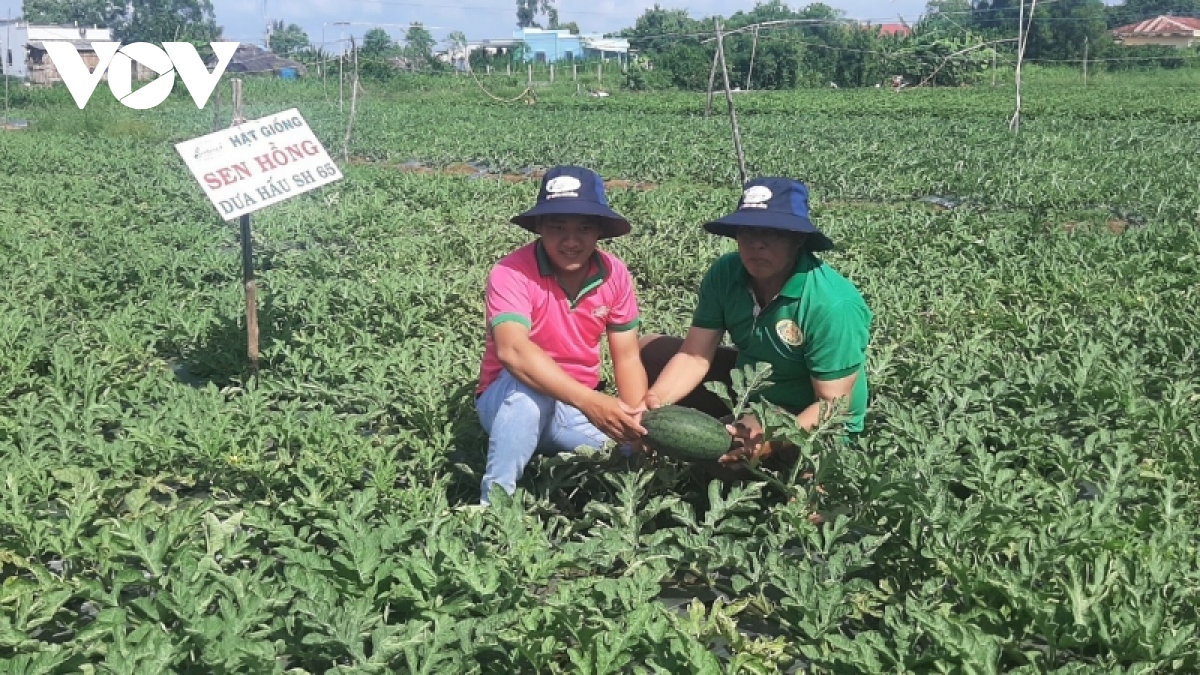 Gạo và dưa hấu Gò Công Tiền Giang được cấp nhãn hiệu tập thể