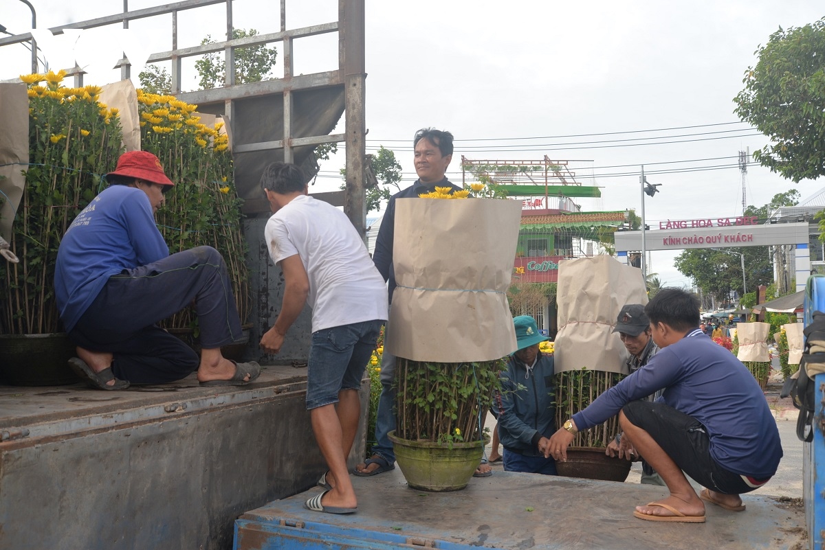 làng hoa lớn nhất miền tây tất bật vụ hoa tết hình ảnh 8 lang hoa lon nhat mien tay tat bat vu hoa tet hinh anh 8