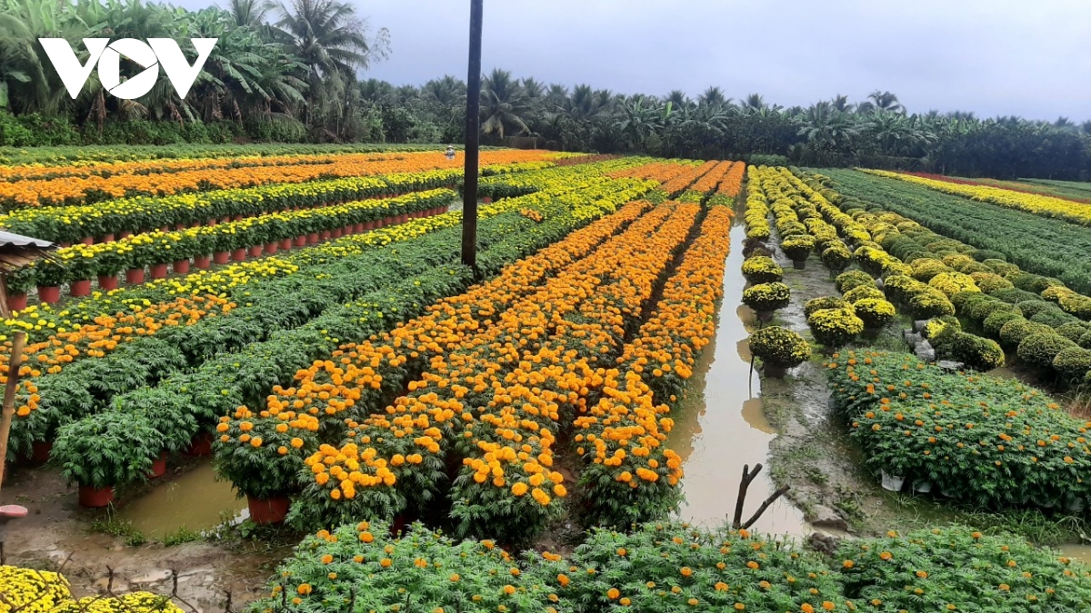 mua trai mua keo dai, nguoi trong hoa canh o tien giang ngoi tren dong lua hinh anh 1