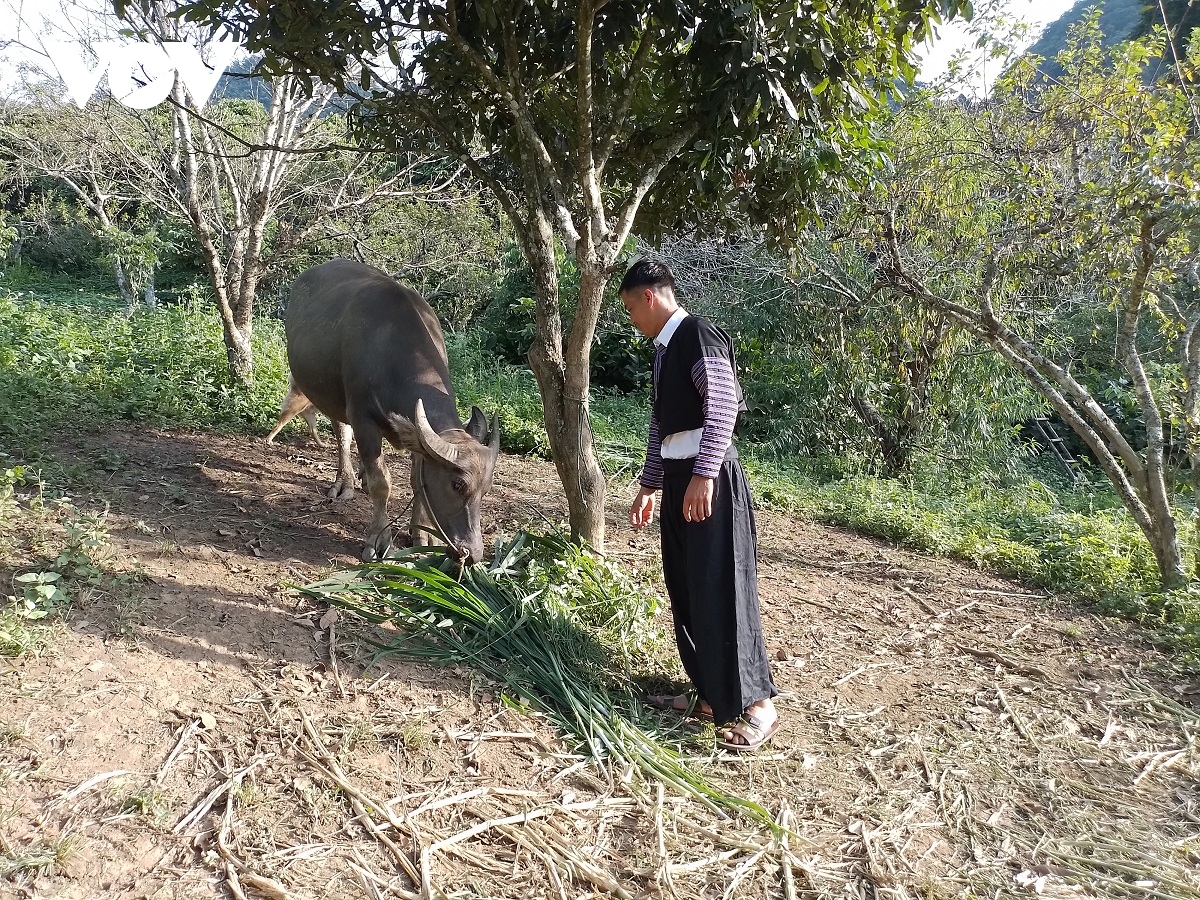 mạnh dạn thay đổi nếp nghĩ, cách làm giúp thanh niên dân tộc mông thoát nghèo hình ảnh 2 manh dan thay doi nep nghi, cach lam giup thanh nien dan toc mong thoat ngheo hinh anh 2