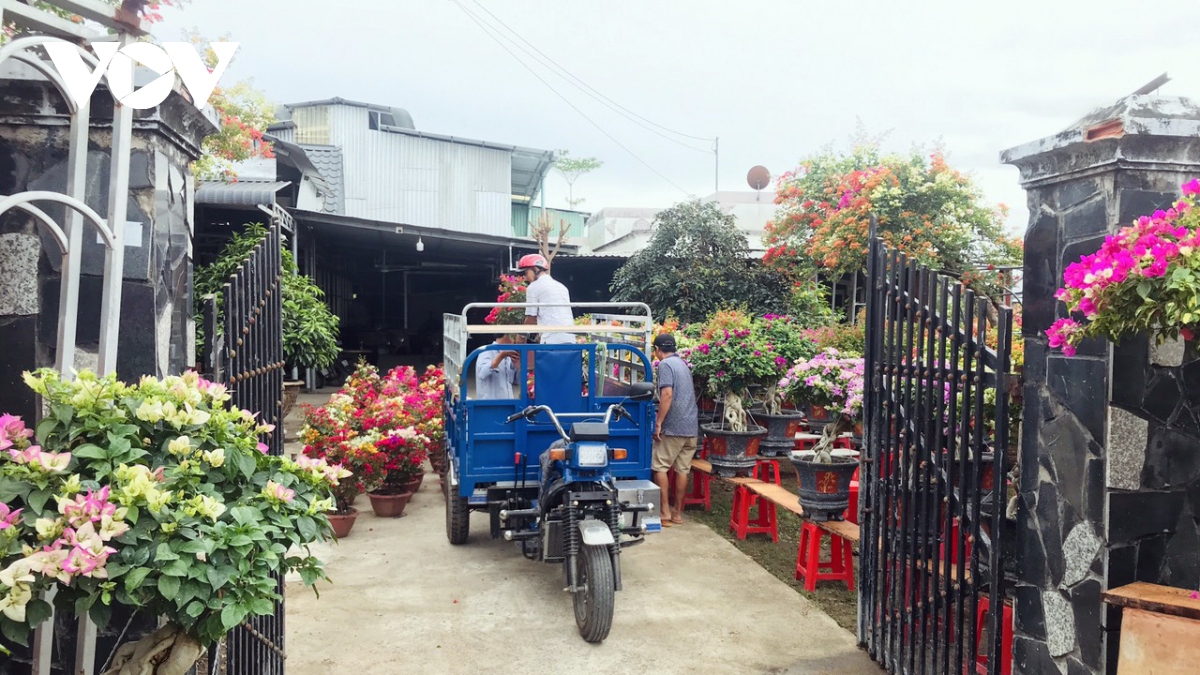 Hơn 50% hoa kiểng Bến Tre đã được tiêu thụ, nông dân có lãi khá