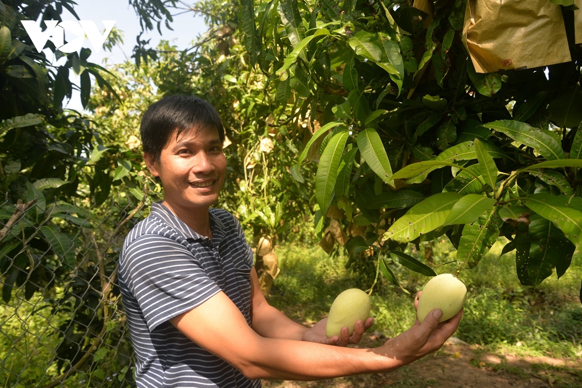 Dau xuan nghe cau chuyen dua trai xoai Dong thap xuat ngoai hinh anh 2