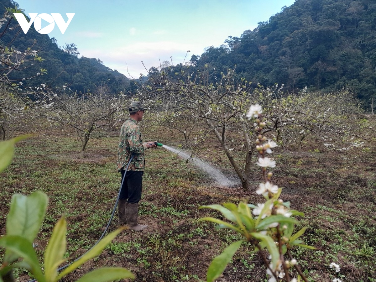 mạnh dạn thay đổi nếp nghĩ, cách làm giúp thanh niên dân tộc mông thoát nghèo hình ảnh 1 manh dan thay doi nep nghi, cach lam giup thanh nien dan toc mong thoat ngheo hinh anh 1