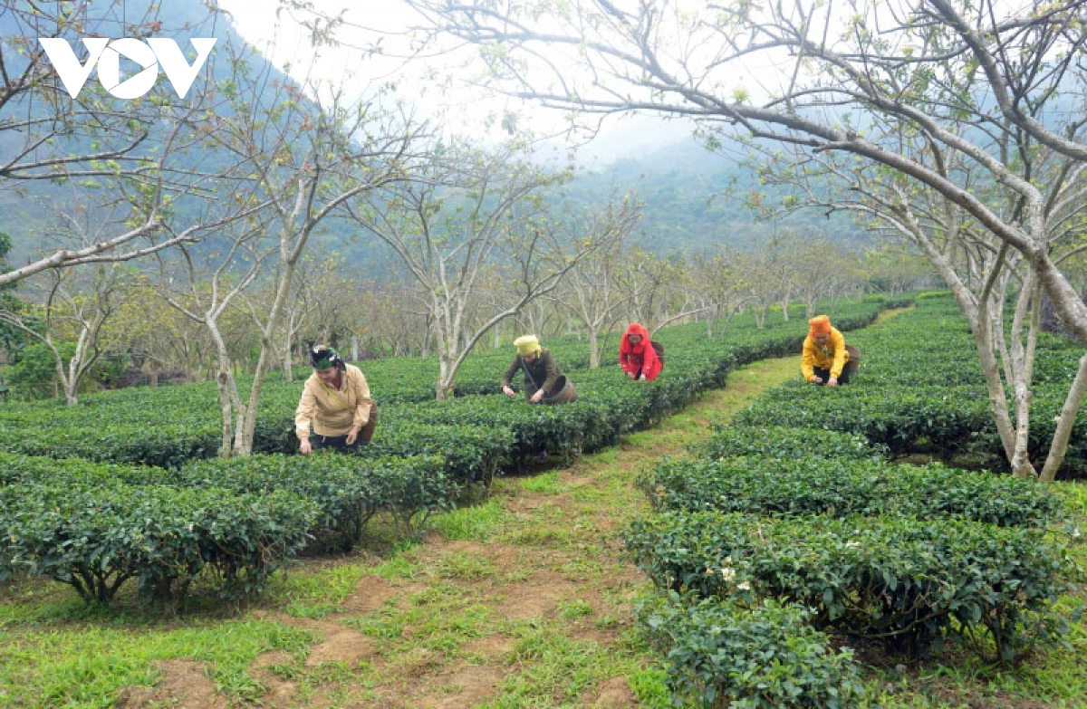 Sản xuất thắng lợi, người dân tái định cư Tân Lập hồ hởi đón Tết