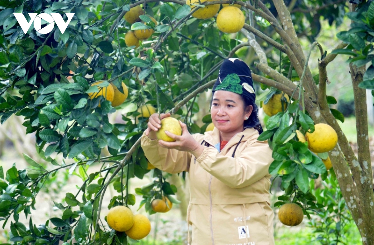 san xuat thang loi, nguoi dan tai dinh cu tan lap ho hoi don tet hinh anh 7