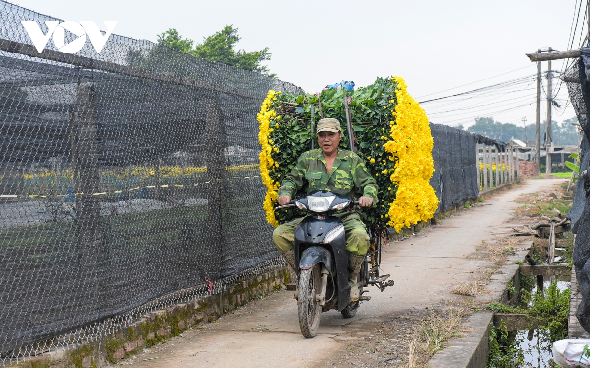 nguoi trong hoa tay tuu phan khoi thu hoach hoa phuc vu tet quy mao hinh anh 14