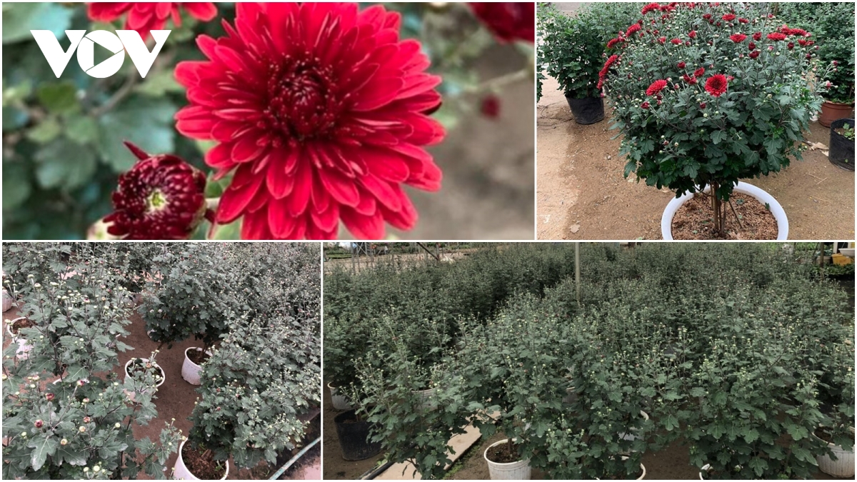 Chợ hoa Tết: Cúc cổ Sơn La đắt như tôm tươi