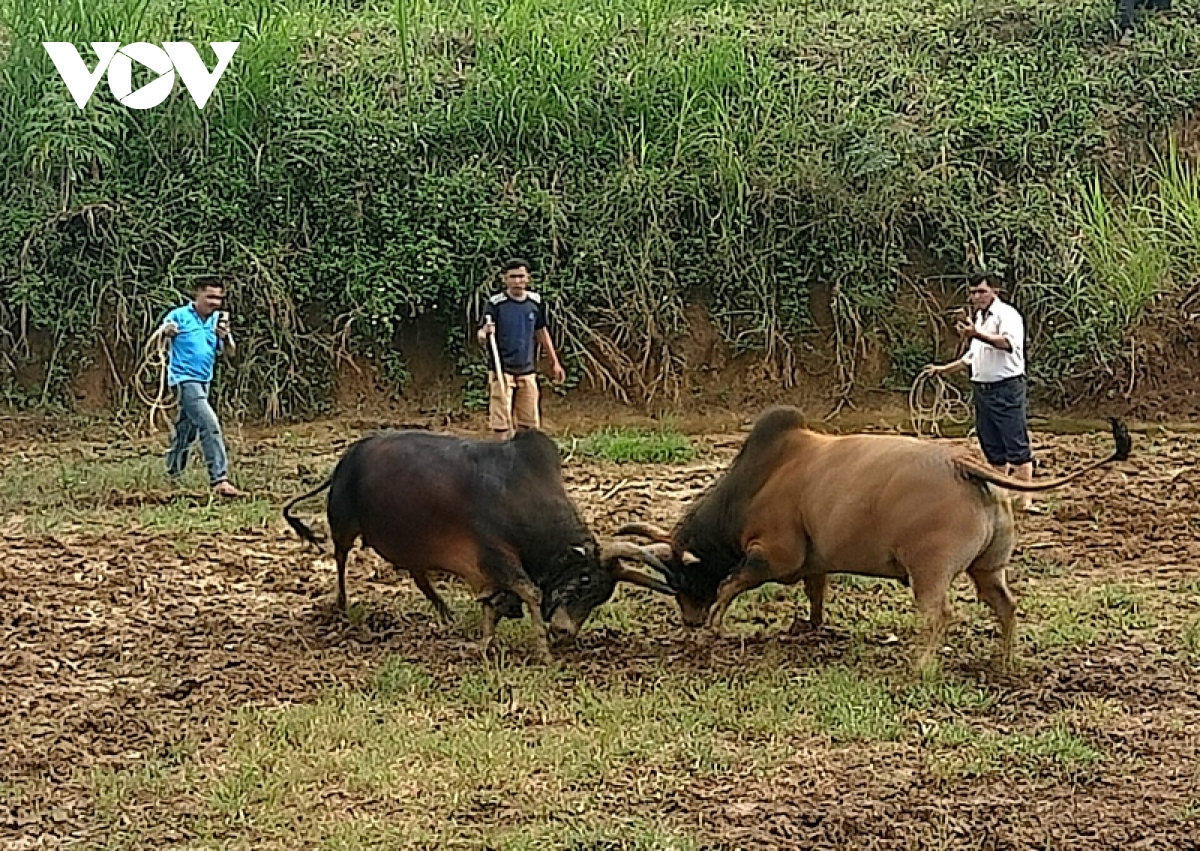 Dak lak Doc dao hoi choi bo cua nguoi mong dip dau xuan hinh anh 2