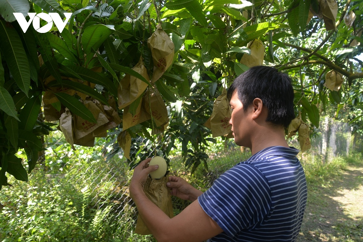 Dau xuan nghe cau chuyen dua trai xoai Dong thap xuat ngoai hinh anh 4