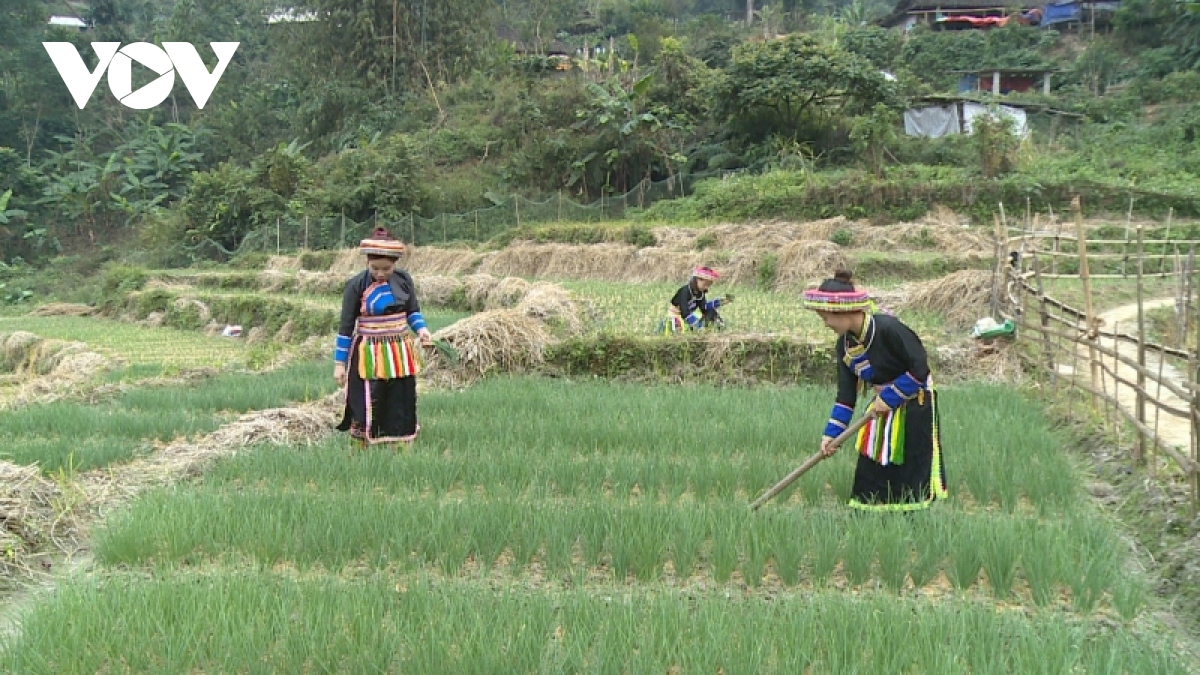 sac xuan tren dinh nui hoa hinh anh 4