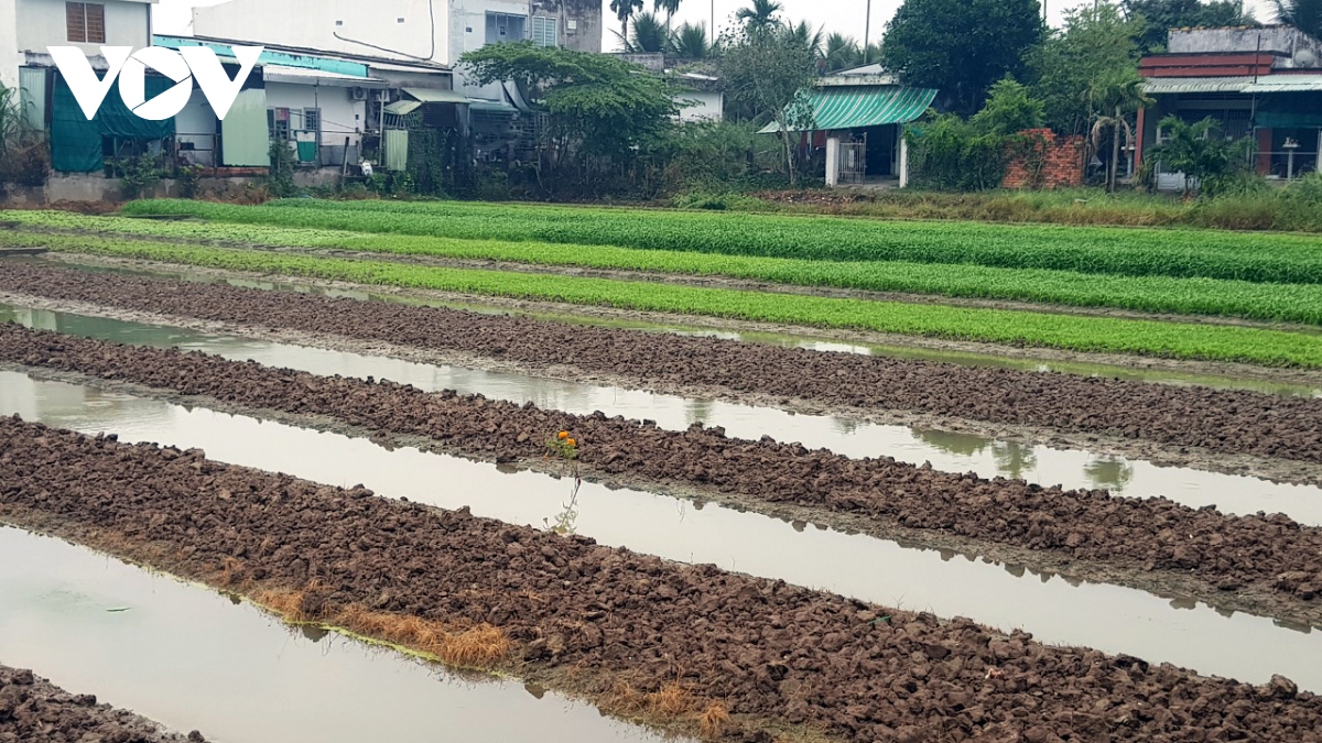 mua trai mua o tien giang co loi cho san xuat nong nghiep hinh anh 1