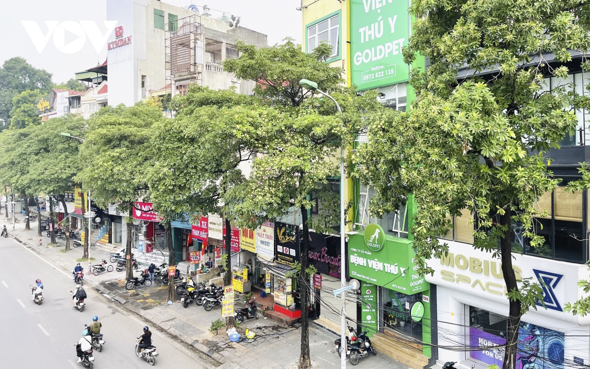 hang loat ghe da duoc dat duoi hang cay hoa sua tren duong nguyen chi thanh hinh anh 1