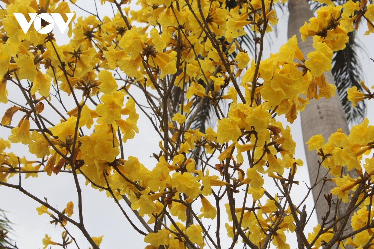 Người Hà Nội ngẩn ngơ trước vẻ đẹp của mùa hoa tháng 2